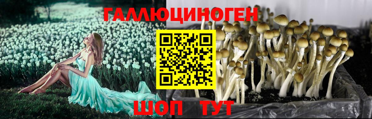 Галлюциногенные грибы Cubensis Осинники